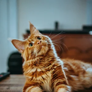 Cat Kennels in Pembrokeshire